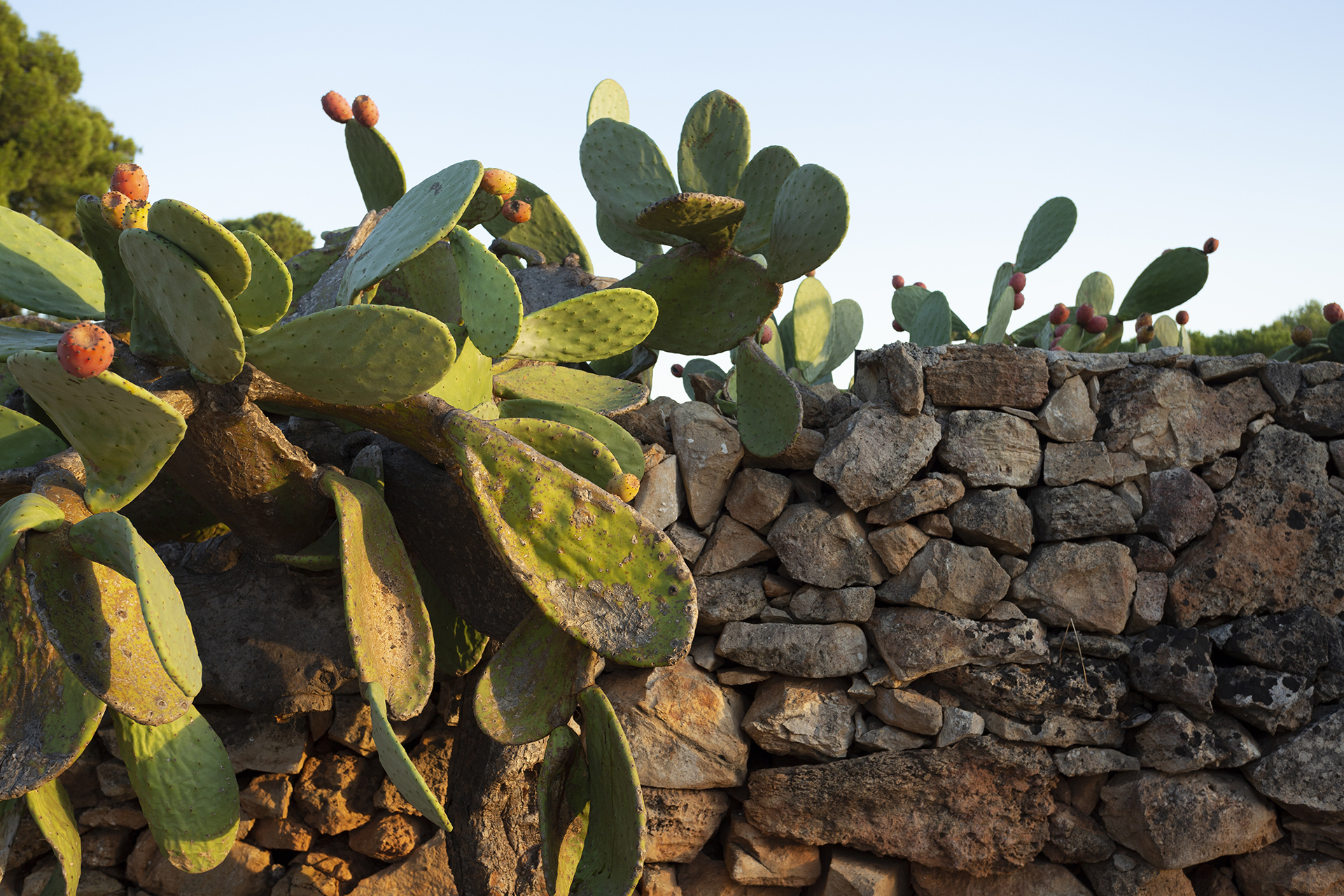 podere40 masseria hotel Salento